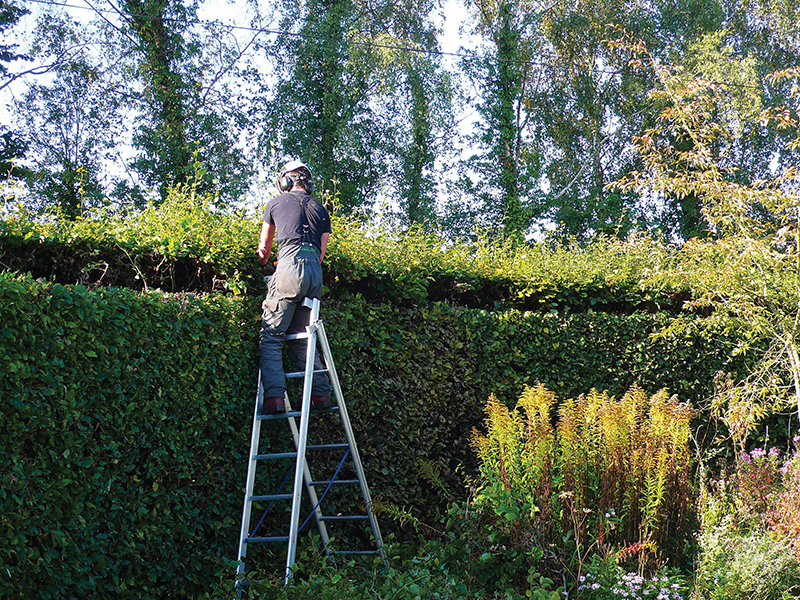 Tree & Hedge Services | Barkwell Tree Services